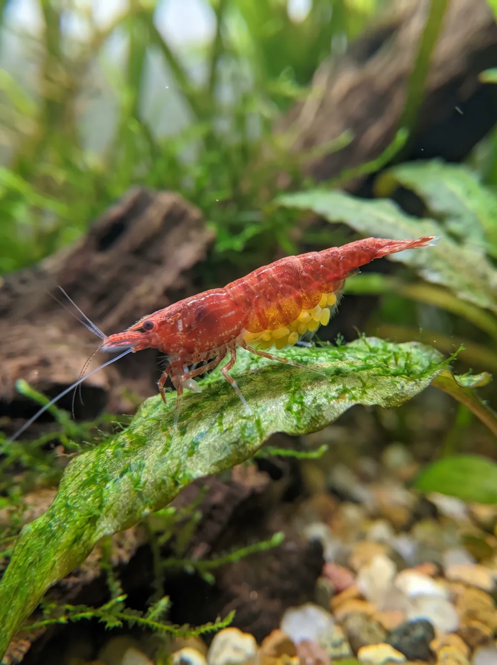 neocaridina red cherry