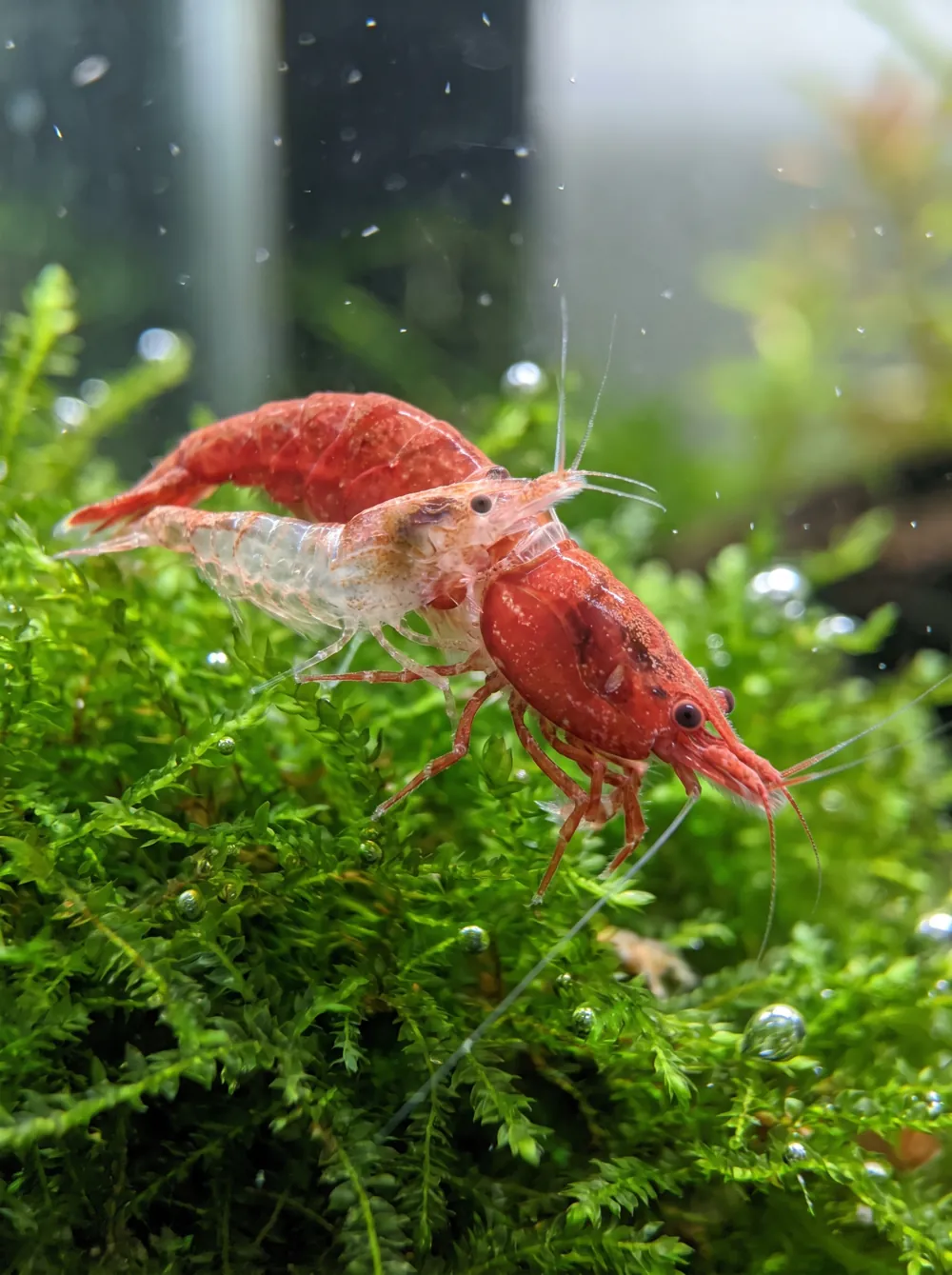 maladies crevettes aquarium