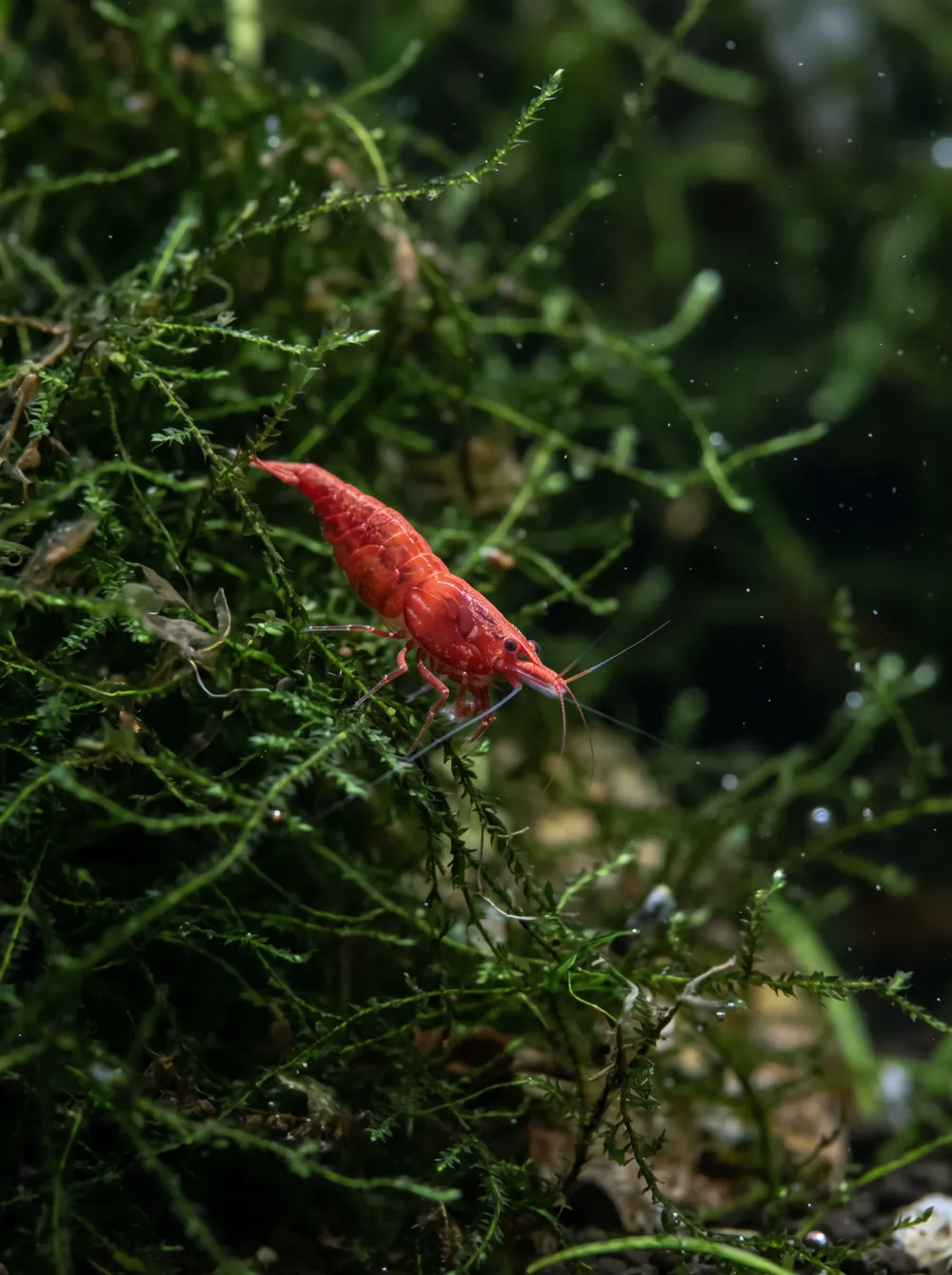 cohabitation crevette poisson aquarium