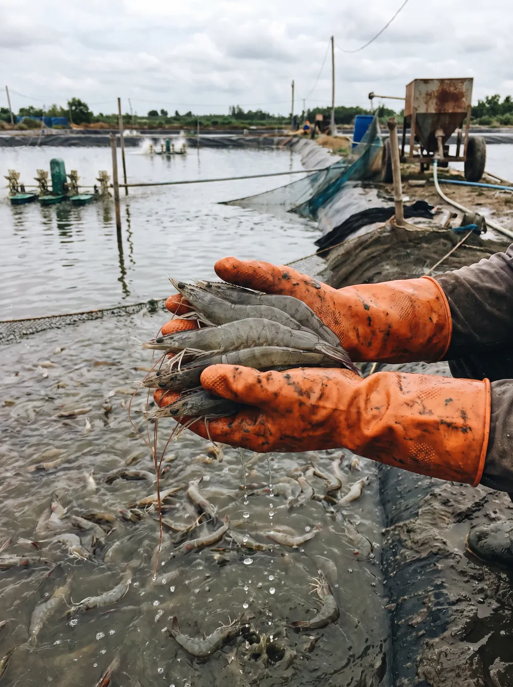 aquaculture crevette