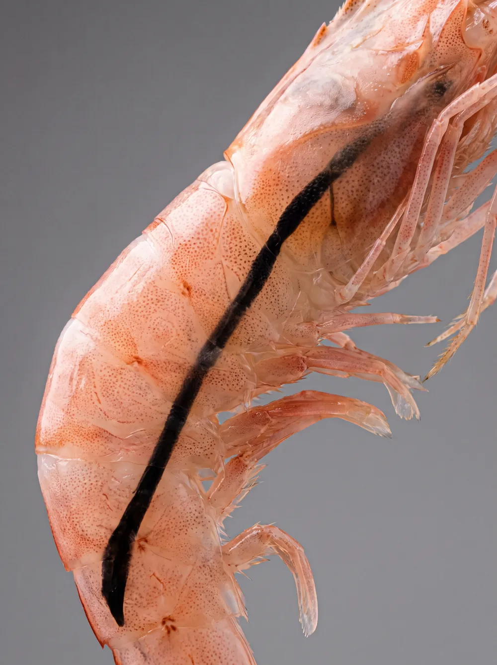 anatomie crevette